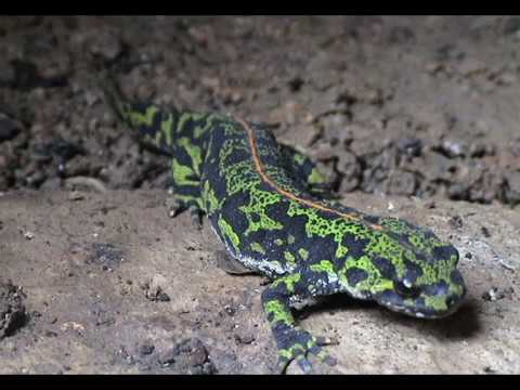 Video: ¿Deberías tocar una salamandra?