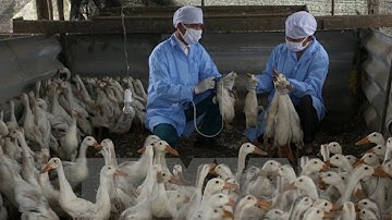 Tin Tức 24h: Bùng phát dịch cúm gia cầm H5N1 tại Đác Nông