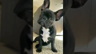 Sound on ?? frenchiepuppy frenchbulldog frenchies Shorts