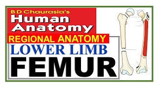 Chp2 | Femur | Lower Limb | BD Chaurasia Regional Anatomy | Dr Asif Lectures
