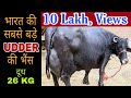 World Biggest Udder Buffalo -2 with 26 kg milk Capacity at Amritsar (PUNJAB)