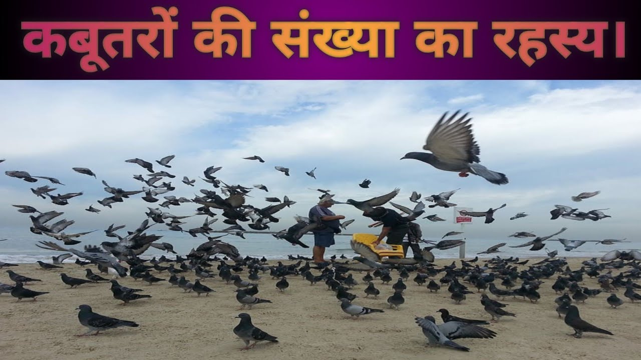 how-many-pigeons-are-there-in-the-city
