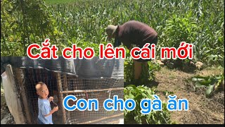 Download Lagu Ba cắt rau muống cho heo ăn ,bé bảo bất ngờ khi thấy chị gái và em dâu MP3 Download Lagu Ba cắt rau muống cho heo ăn ,bé bảo bất ngờ khi thấy chị gái và em dâu MP3