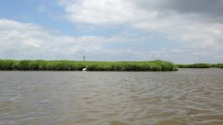 Big Bird - the Great Egret - in the Bay in New Jersey