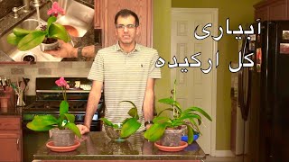 طریقه نگهداری و آب دادن به گل ارکیده - آبیاری ارکیده - Orchid Watering