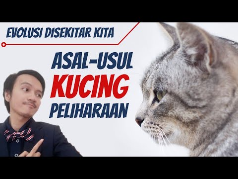 Video: Tengkorak Anjing Kuno Menunjukkan Domestikasi Hewan Piaraan Awal