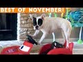 Ultimate Animal Reactions & Bloopers ofNovember 2018 | Funny Pet Videos