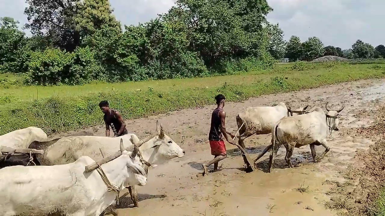 Sindri gouri dhaan ropai ka kam bahut jor se chal raha hai west Singhbhum jharkhand