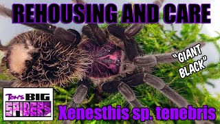 Xenestis sp.  Tenebris 'Giant Black' Rehouse and Care