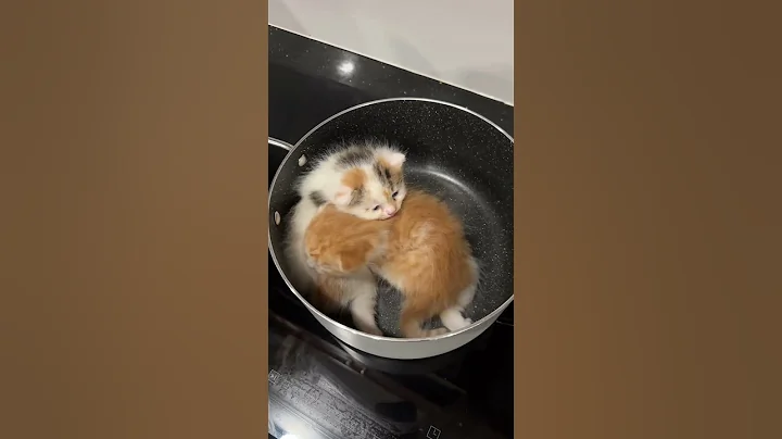 Bên vàng bên trắng chắc chưa chín 🤣🤣🤣#cat #pets #mèodễthương #meokhongbeo #xuhuong