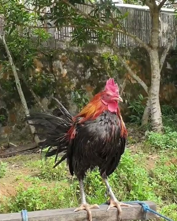 Ayam Ketawa Gretek