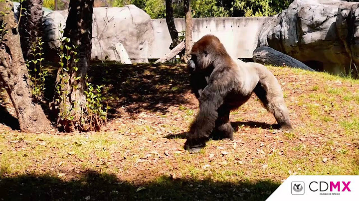 BANTU GOLPE DE PECHO-ZOOLÓGICO DE CHAPULTEPEC