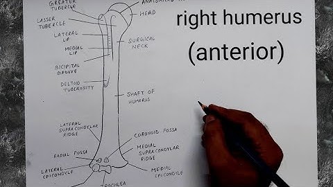 how to draw Right humerus (anterior view)