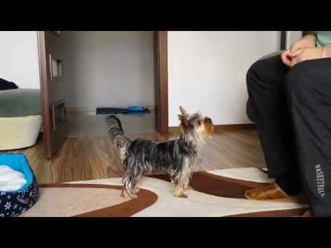Hugo York terrier Wykonuje Polecenia Film 2 HD 1080p