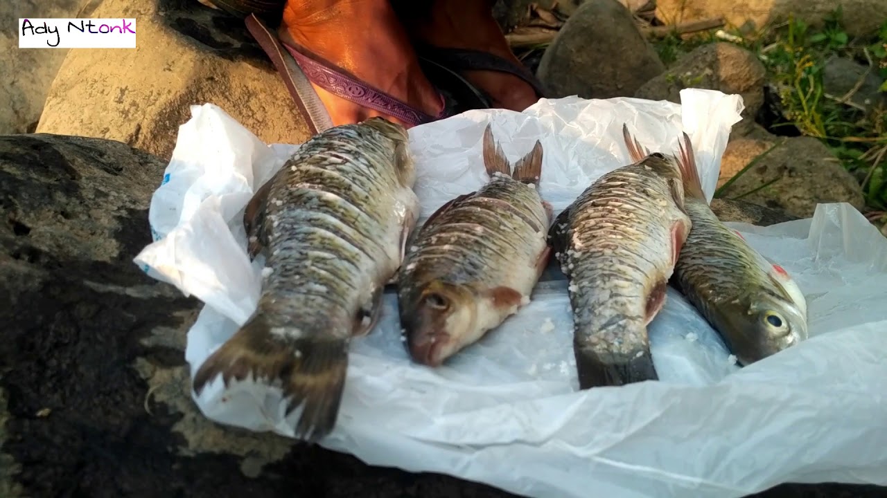 Bakar Ikan  Hasil  Mancing  Di Tepi Sungai Catch and Cook 