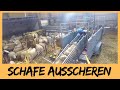 Schafe ausscheren | Kalttränke für Handlämmer | DEICHVLOG #39