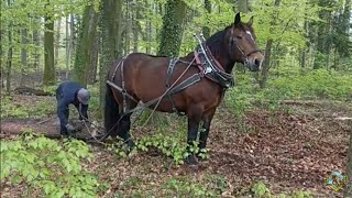 Draft horse logging | Forest work with a horse