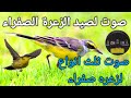 صوت لصيد الزعرة الصفراء ثلاث انواع 2024