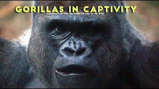 Gorillas in Captivity : Regurgitation and Life Inside the Zoo vs the Wild