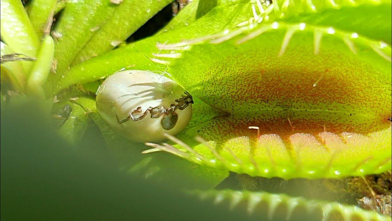 Venus Flytrap feeding YouTube