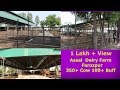 Assal  dairy farm ferozpur jagdeep singh sandhu ji   350 cow 100 buff