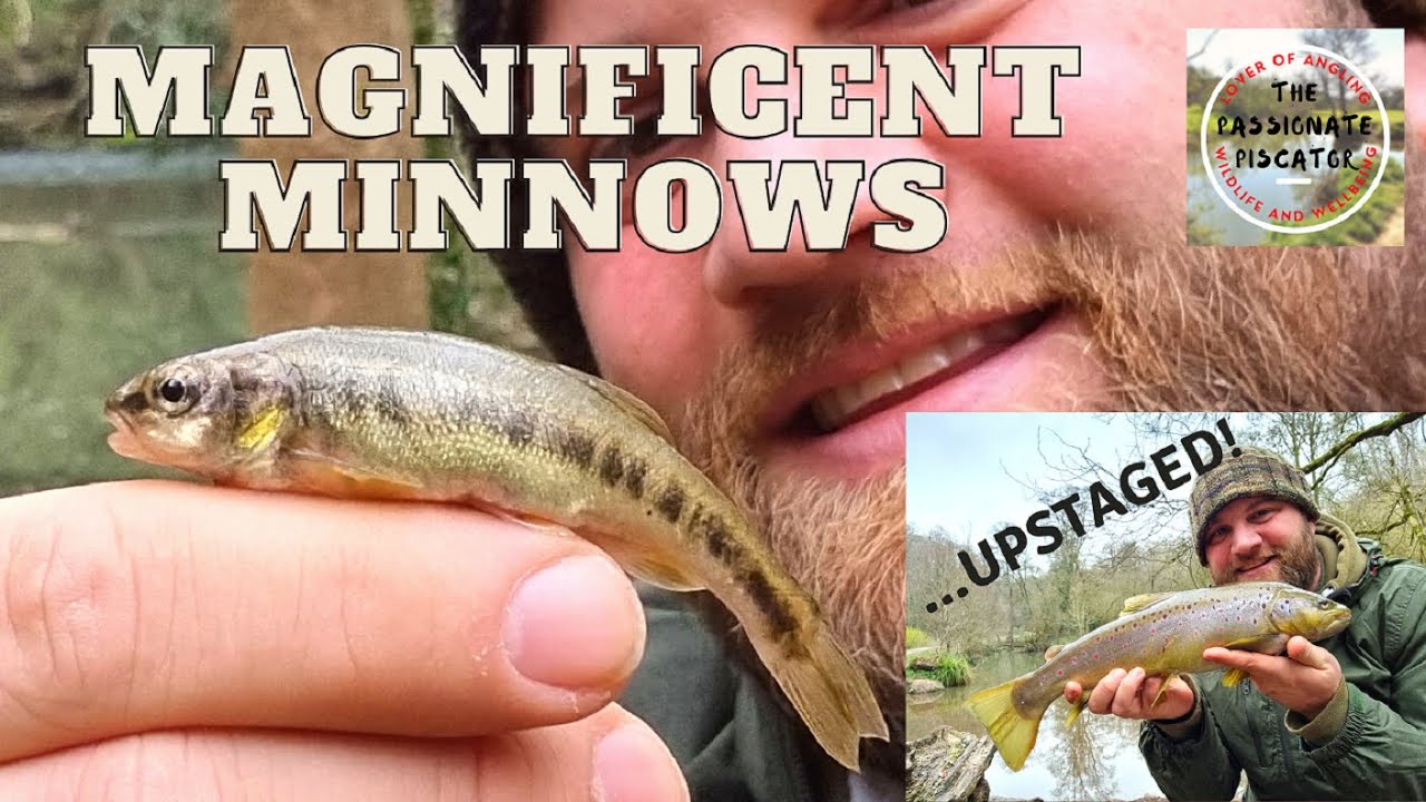 Magnificent MinnowsUpstaged! - Mini Species Minnow Fishing