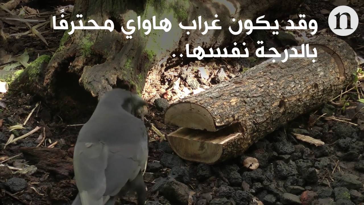 علوم دارویی غراب هاواي النادر يظهر مهاراته في استخدام الأدوات