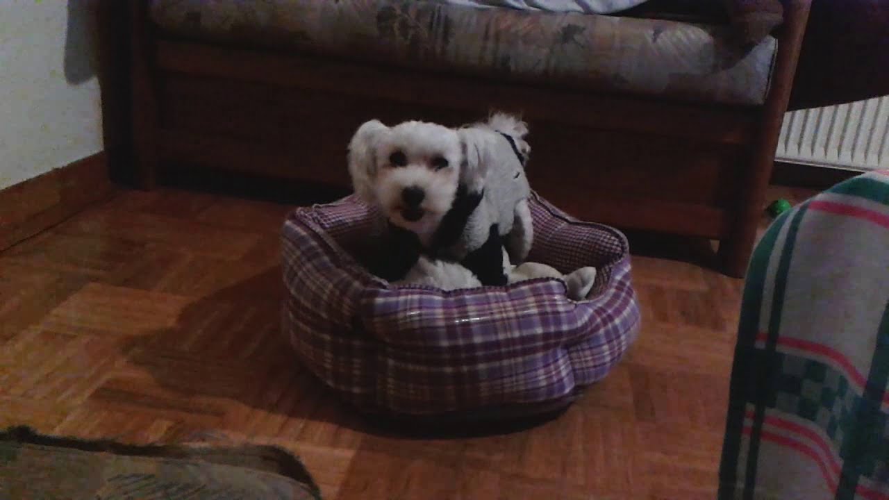 maltese in heat