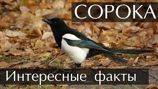 Сорока - интересные факты