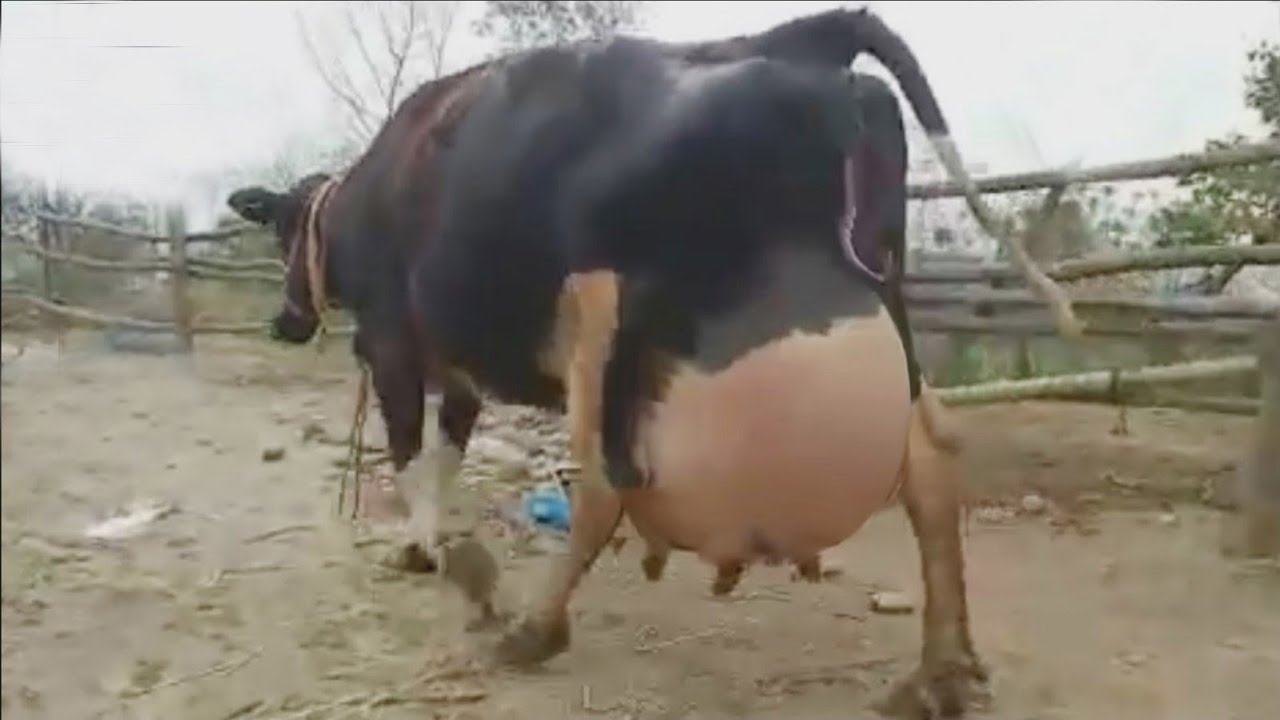 80kg milk cow in the world, Biggest Udder Cow On Youtube, 40 kg austr...