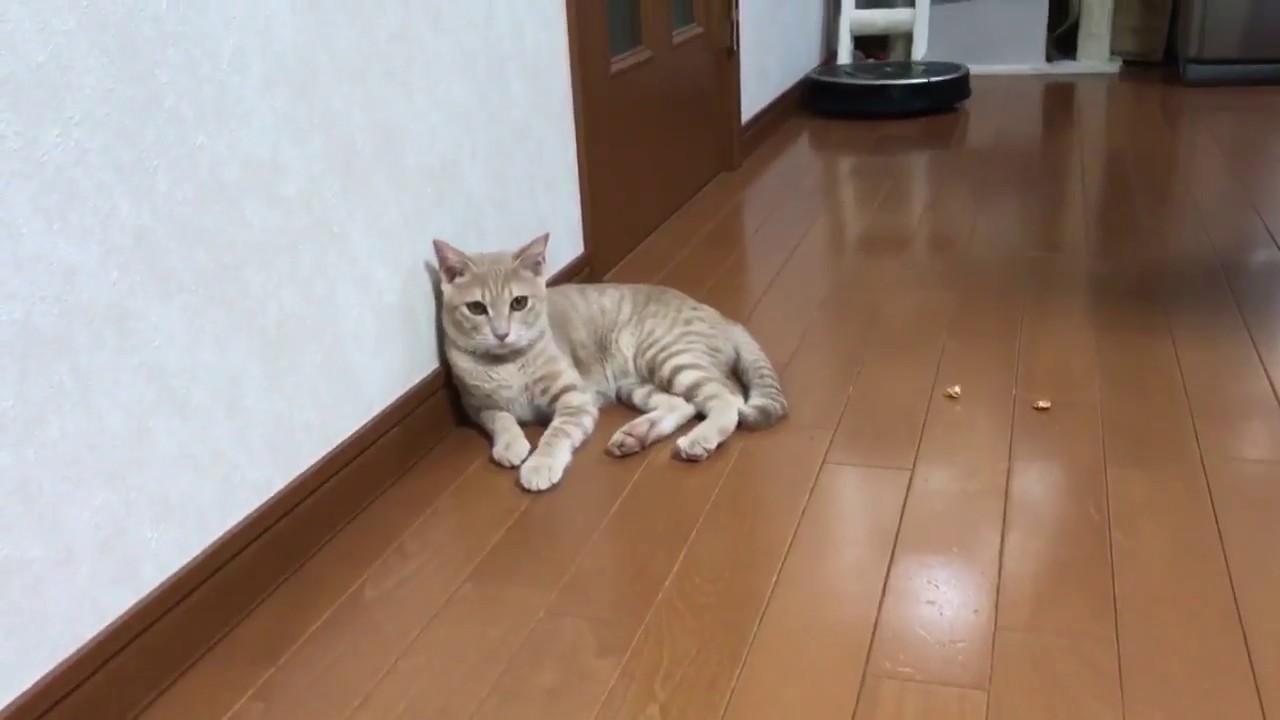 ルンバの執拗な追跡から逃れるねこ Youtube ルンバの執拗な追跡から逃れるねこ Youtube