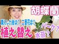 【胡蝶蘭】購入後の植え替えってどうするの？花が終わったら？二番花を咲かせるには？水苔・バークどっち？量は？