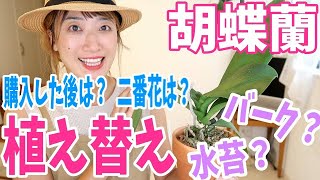 【胡蝶蘭】購入後の植え替えってどうするの？花が終わったら？二番花を咲かせるには？水苔・バークどっち？量は？