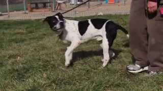 Petey-Available At The Humane Society Of Missouri