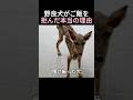 野良犬がご飯を拒んだ本当の理由