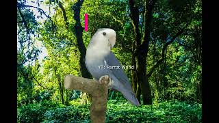 Peachfaced Lovebird Mutations