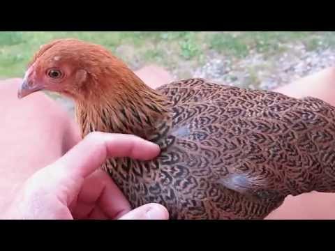 Video: Strieborné Wyandotte Chicken