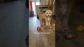 My dog is persistent and rude  #shorts #dog #funny