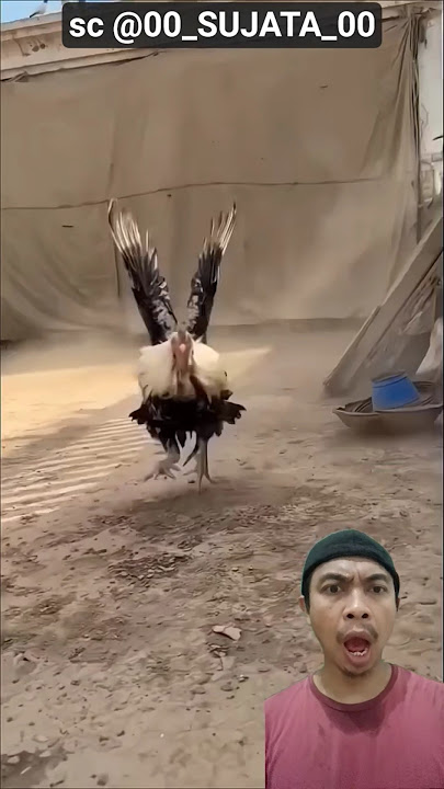 gemes banget! anak ayam ngadu gara gara diisengin 😭🐥‼️00_SUJATA_00 #funnyshorts #viral