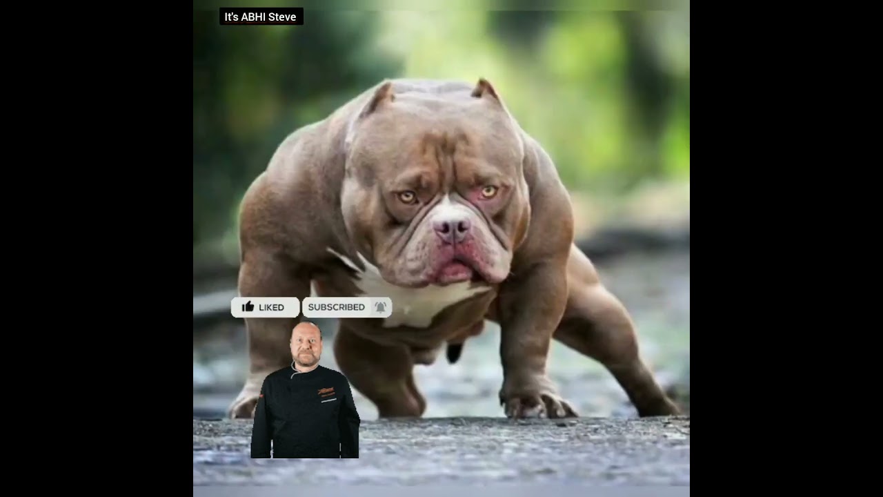 Fearless Pitbull Mode ON 😤🔥