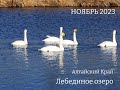 На зимовку 2023-2024 в Алтайский крае прилетели Лебеди