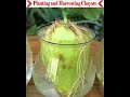 Planting and harvesting chayote at home. #gardening #easyfarming #growingplants #viralvideo 