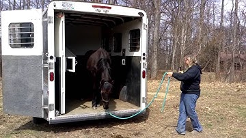Yearling Friesian Sporthorse Filly learning to load in the trailer