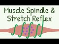 Muscle spindle  stretch reflex  knee jerk reflex