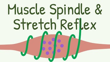 Muscle Spindle & Stretch Reflex || Knee Jerk Reflex