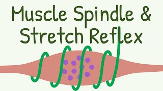 Muscle Spindle & Stretch Reflex || Knee Jerk Reflex