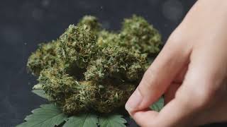 Mowie wowie marijuana strain