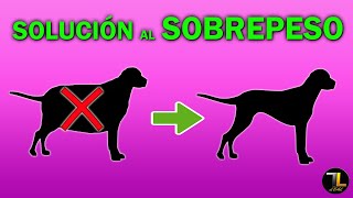 ✅ Cómo ADELGAZAR a mi PERRO | 3 Pasos sencillos