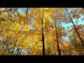 🌲 4K Forest Relaxation - Peaceful Nature Aerial for Stress Relief 🌳