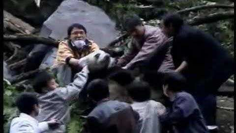 Wolong Earthquake Video from Pandas International